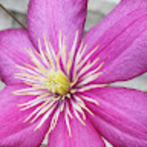 Meet your Posher, Kara